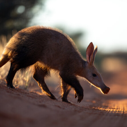 Tswalu Kalahari Reserve -23 - Kopie