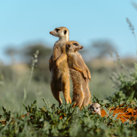 Tswalu Kalahari Reserve -29 - Kopie