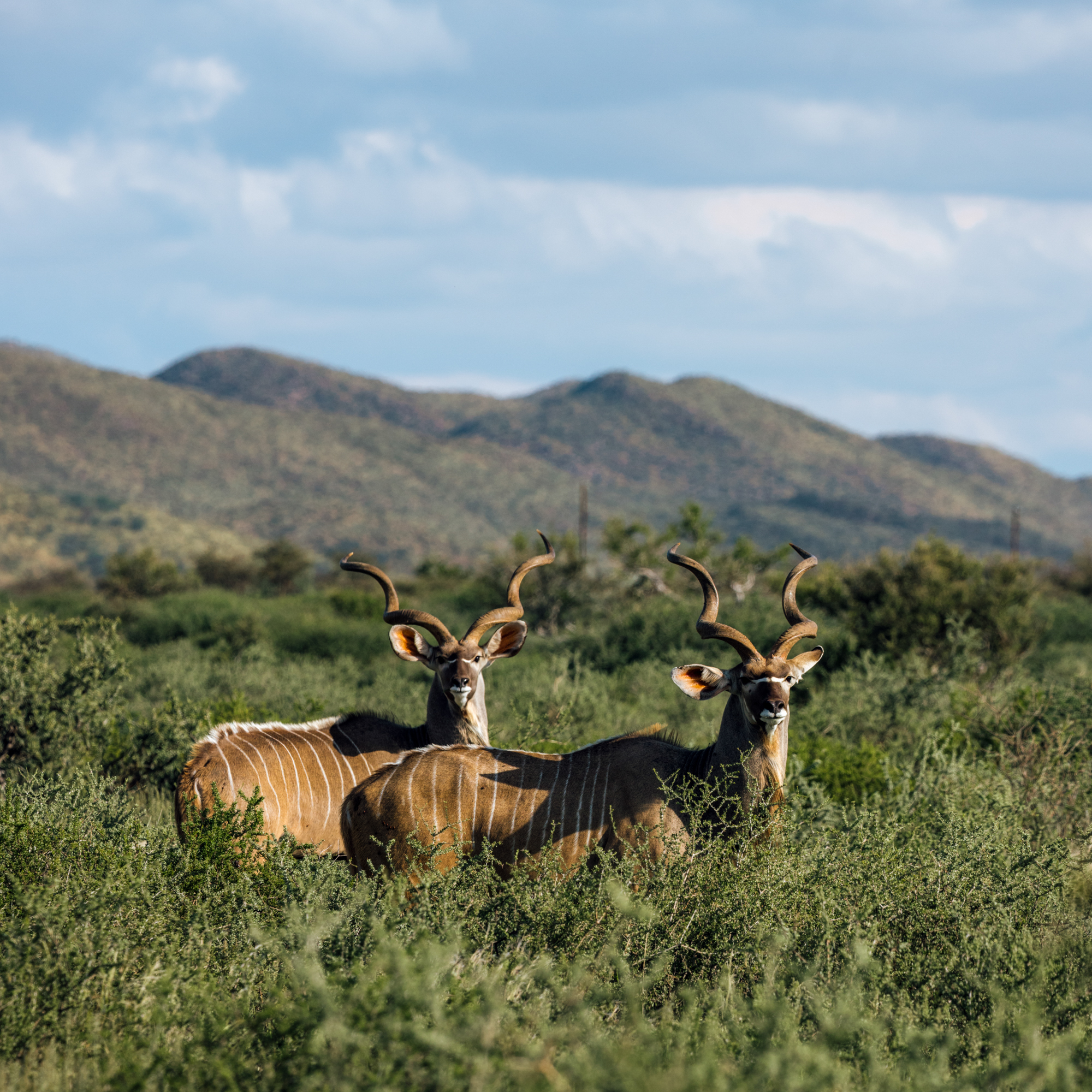 Tswalu Kalahari Reserve -31 - Kopie