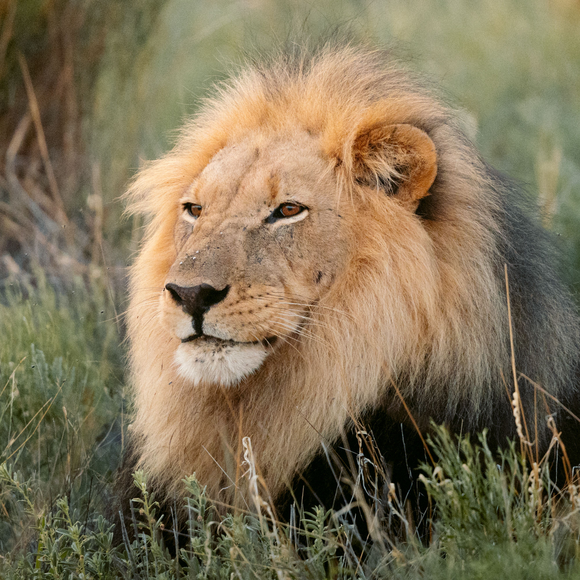 Tswalu Kalahari Reserve -33 - Kopie
