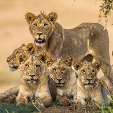 Tswalu Kalahari Reserve -7