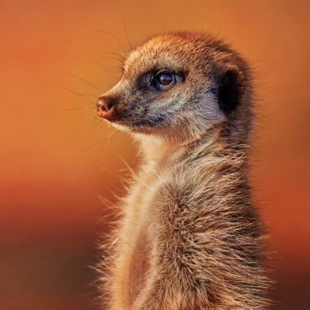 Tswalu Kalahari Reserve -82