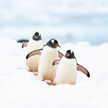 Antarctica I Yuki Davidoff Antarctica I Yuki Davidoff