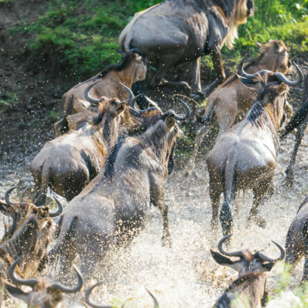 Bushtops I Oliver Fly Africa-2