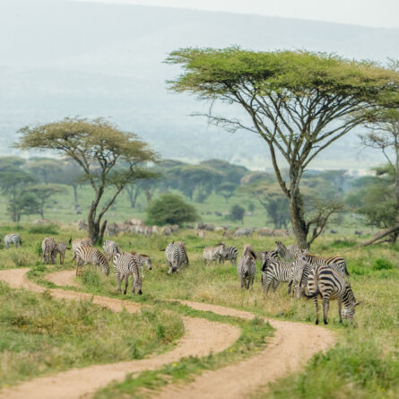 Bushtops I Oliver Fly Africa-3