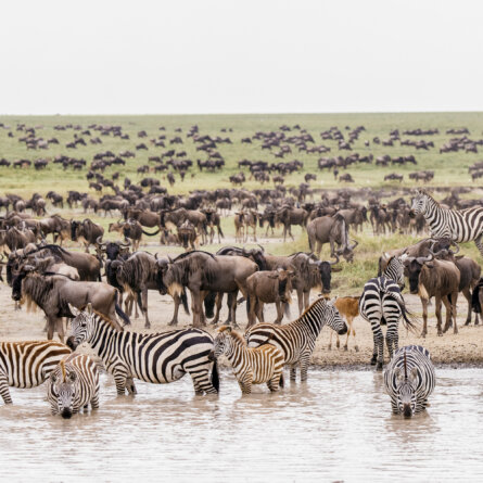 Bushtops I Oliver Fly Africa-6