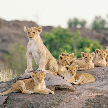 Bushtops I Oliver Fly Africa-7