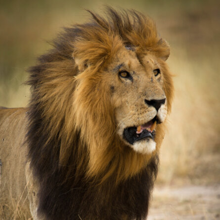 Bushtops I Oliver Fly Africa-8