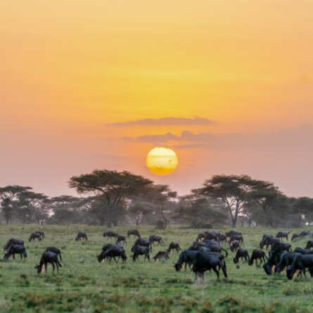 Bushtops I Oliver Fly Africa-9