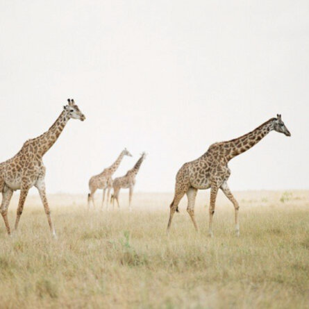 Bushtops I Oliver Fly Africa