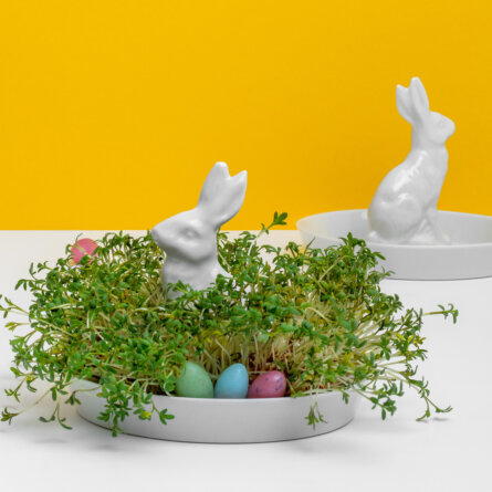 Feinesweißes Hasenteller