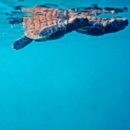North Island I Seychellen-55