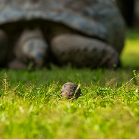 North Island I Seychellen