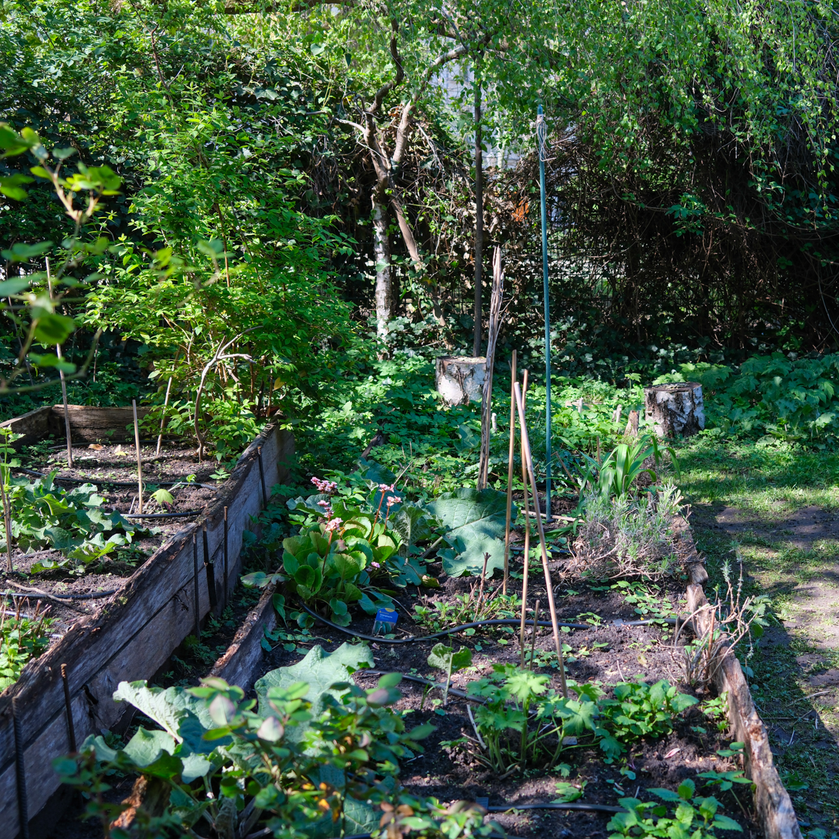 Garten Mitte Berlin-16