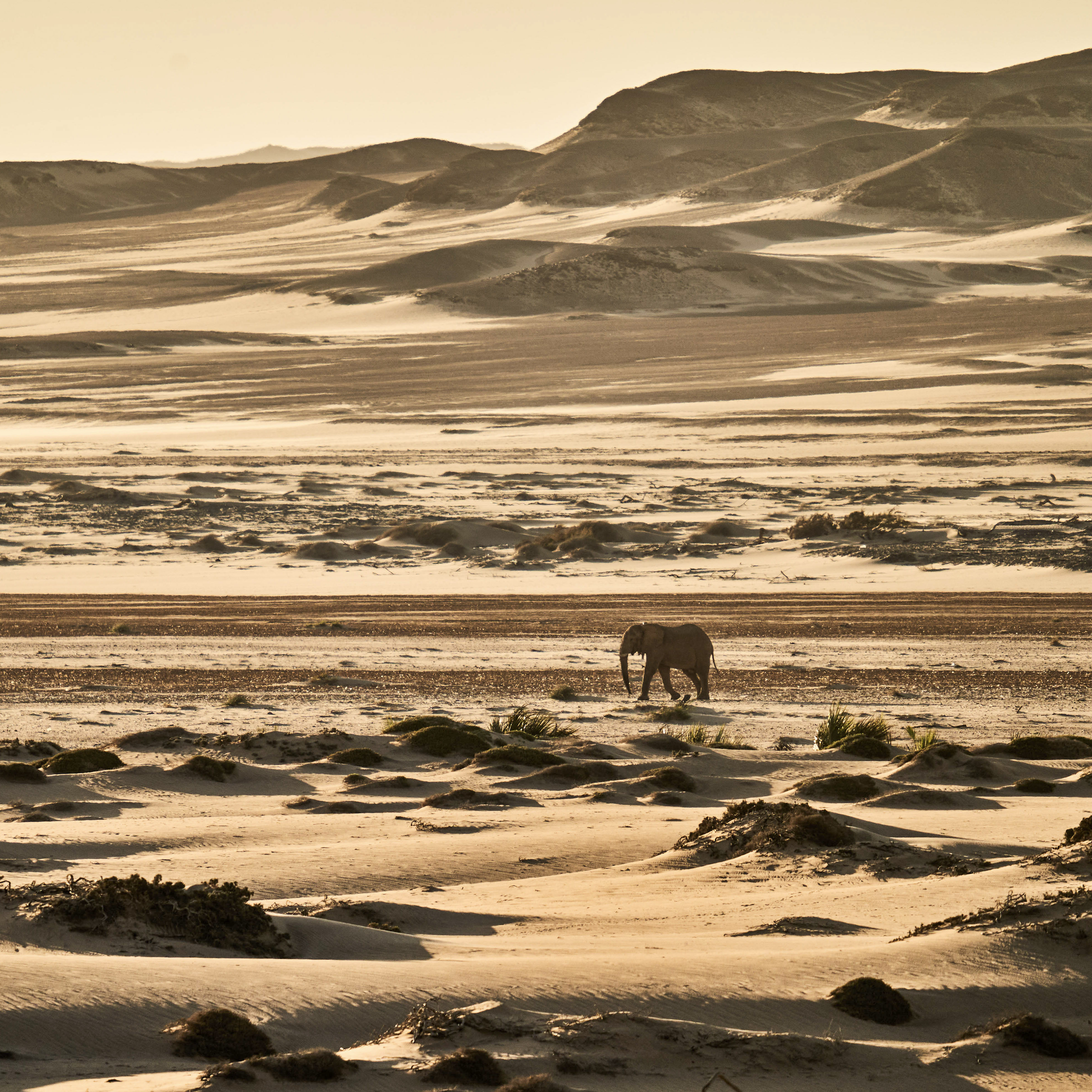Namibia_Shipwreck Lodge_Elephant 2 (1)