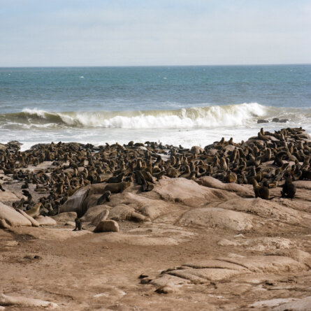 Namibia_Shipwreck Lodge_Seal Colony 1