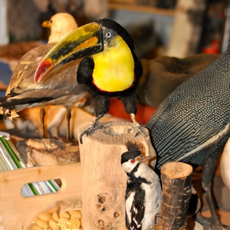 Tierpräparator-Michael-Weiss-Markelstraße-Berlin-Requisiten-1