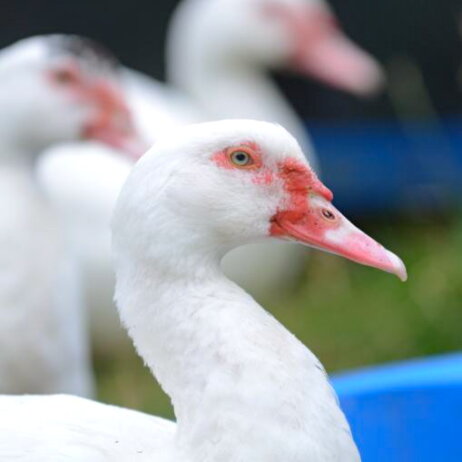 Freilandhof-Kaltenborn-Fleisch-artgerechte Haltung-Berlin-Gaense