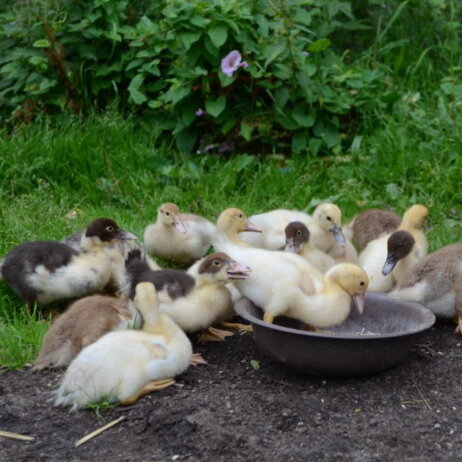 Freilandhof-Kaltenborn-Fleisch-artgerechte Haltung-Berlin-Gänse