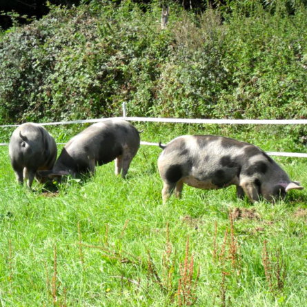 Freilandhof-Kaltenborn-Fleisch-artgerechte Haltung-Berlin-Schweine