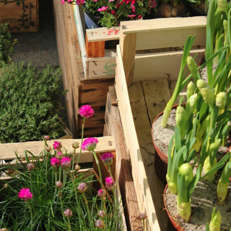 Bluemerant_Blumen_Kasten