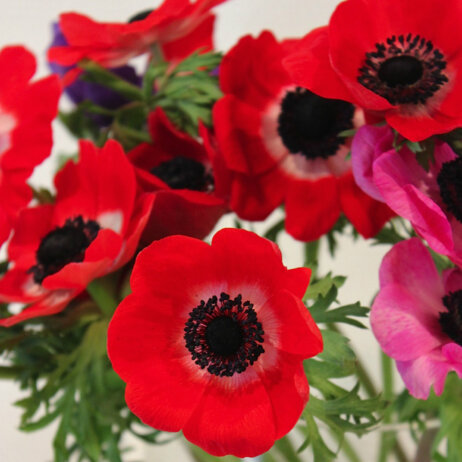 Bluemerant_Blumen_rot