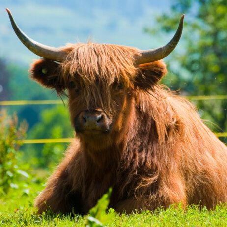 Todelhof-Gasthof-Garten-Zuerich-5