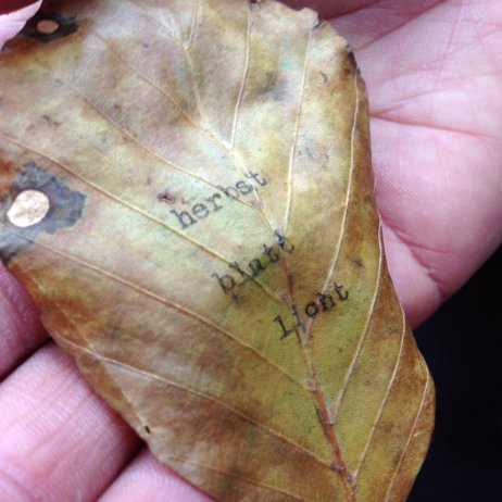 Wortfachgeschäft Nicola Gold Wien Blatt