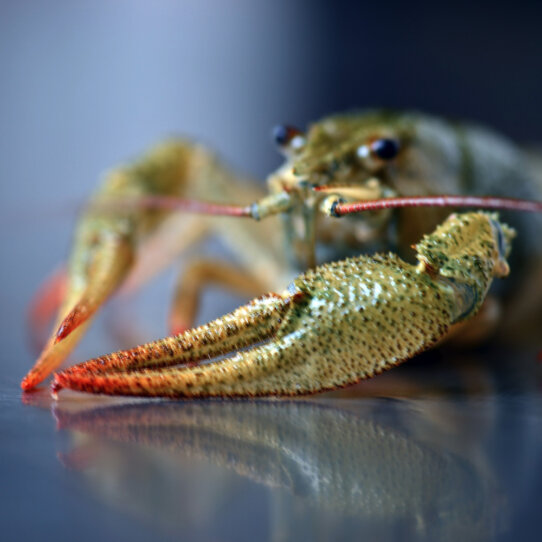 Rogacki Fischdelikatessen Berlin ©Dietmar Rogacki Hummer