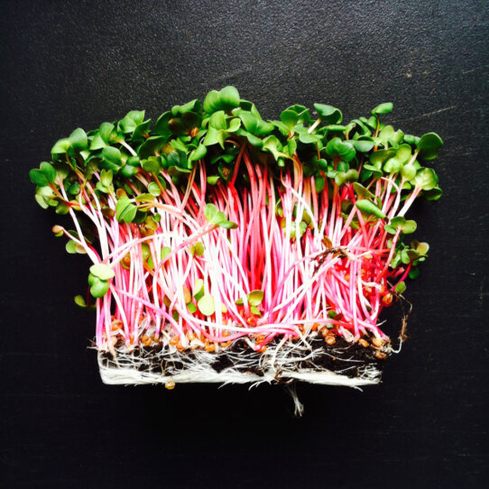 Eschi Fiege Lovekitchen Kolumne creme guides