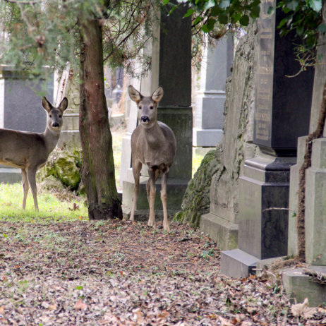 Alter jüdischer Teil des Zentralfriedhofs Wien-2
