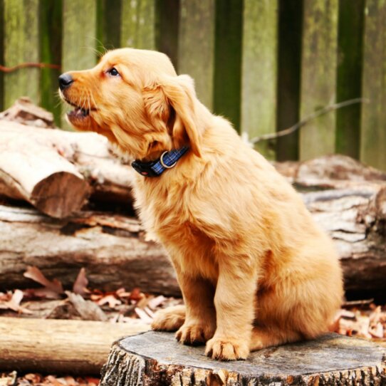 Hundehalsband 030 Berlin Wilmersdorf