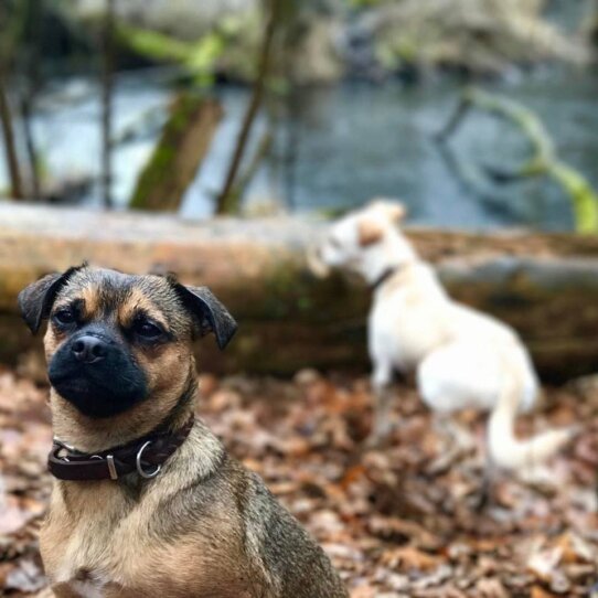 Michael Hetzinger Leben mit Hund Teil 2