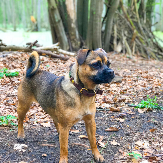 Hund Hertha im Grunewald
