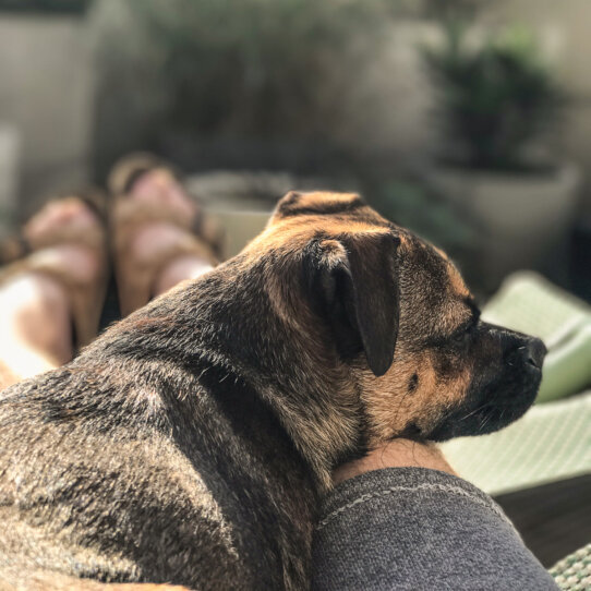 Michael Hetzingers Leben mit Hund Teil 10