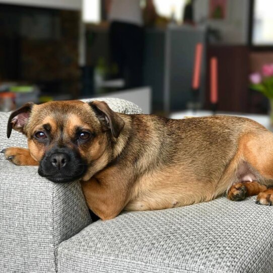 Hartha the dog relaxed auf dem Sofa
