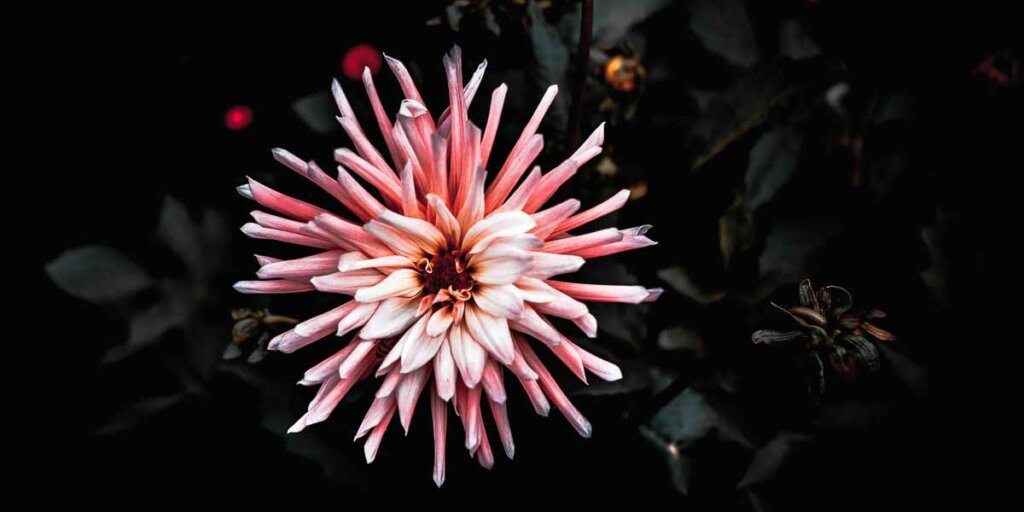 Die besten Floristen und Blumengeschäfte der Stadt Berlin CREME GUIDES