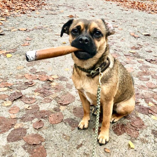 Kolumne Michael Hetzingers Leben mit Hund 17