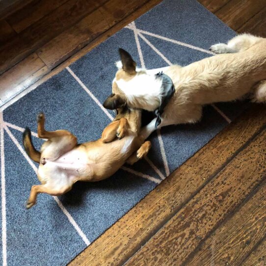 Kolumne Michael Hetzingers Leben mit Hund 18