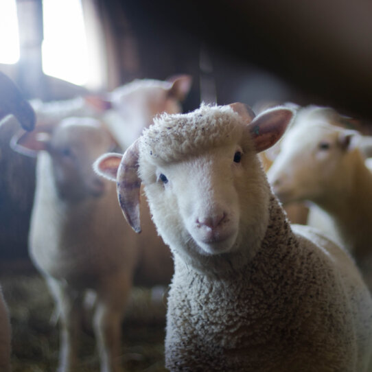 Kinderbauernhof Pinke Panke Berlin Pexels