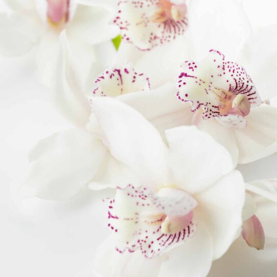 Susanne Westermann Kosmetik München Mood