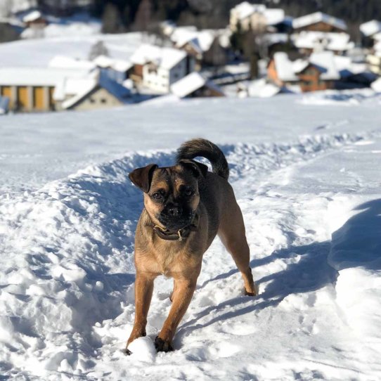 #Hertha The Dog im Schnee