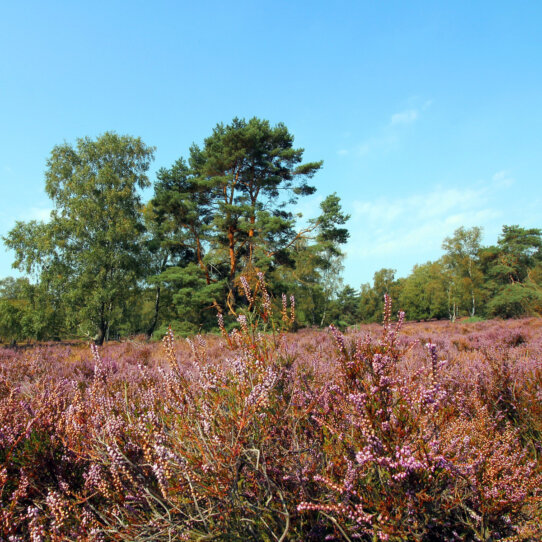 Harburger Berge in Hamburg