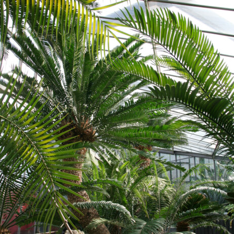 Loki-Schmidt-Garten Cycadeenhaus