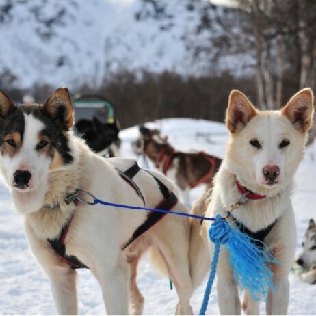 Lyngen Lodge Hundeschlitten