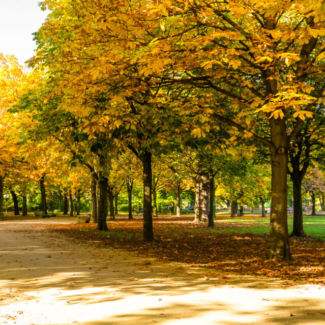 Tiergarten Berlin Tiergarten Berlin