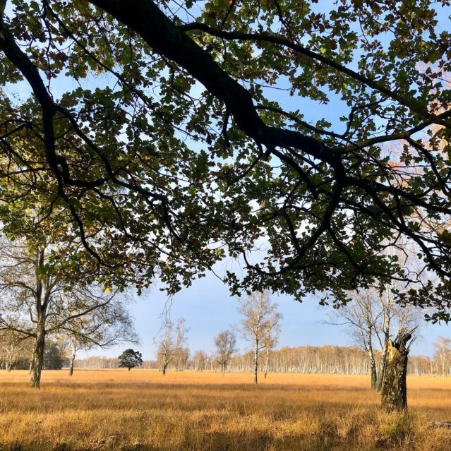 Duvenstedter Brook im Bezirk Wandsbek in Hamburg (1)