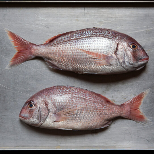 Fish Klub Berlin Fish Klub Berlin Zoe Spawton