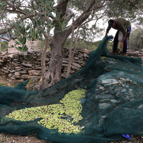 Tovar Oil Olivenoel (5)