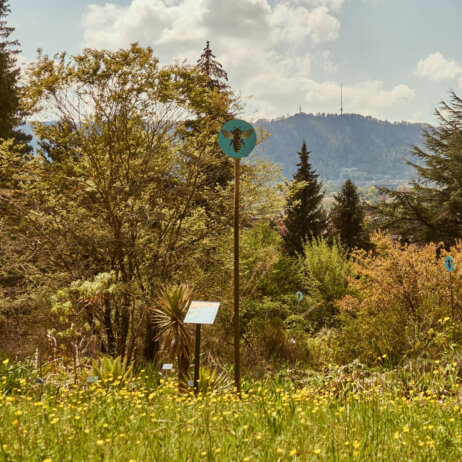 Botanischer Garten Zuerich Bienewiese